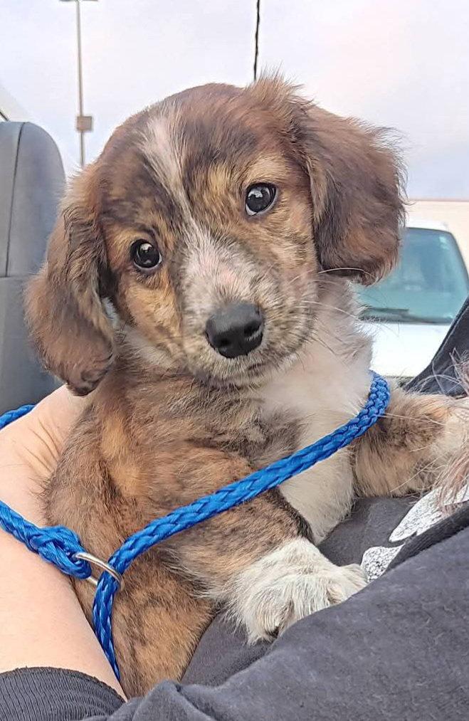 Copper, Adopted, Puppy Male Dachshund.