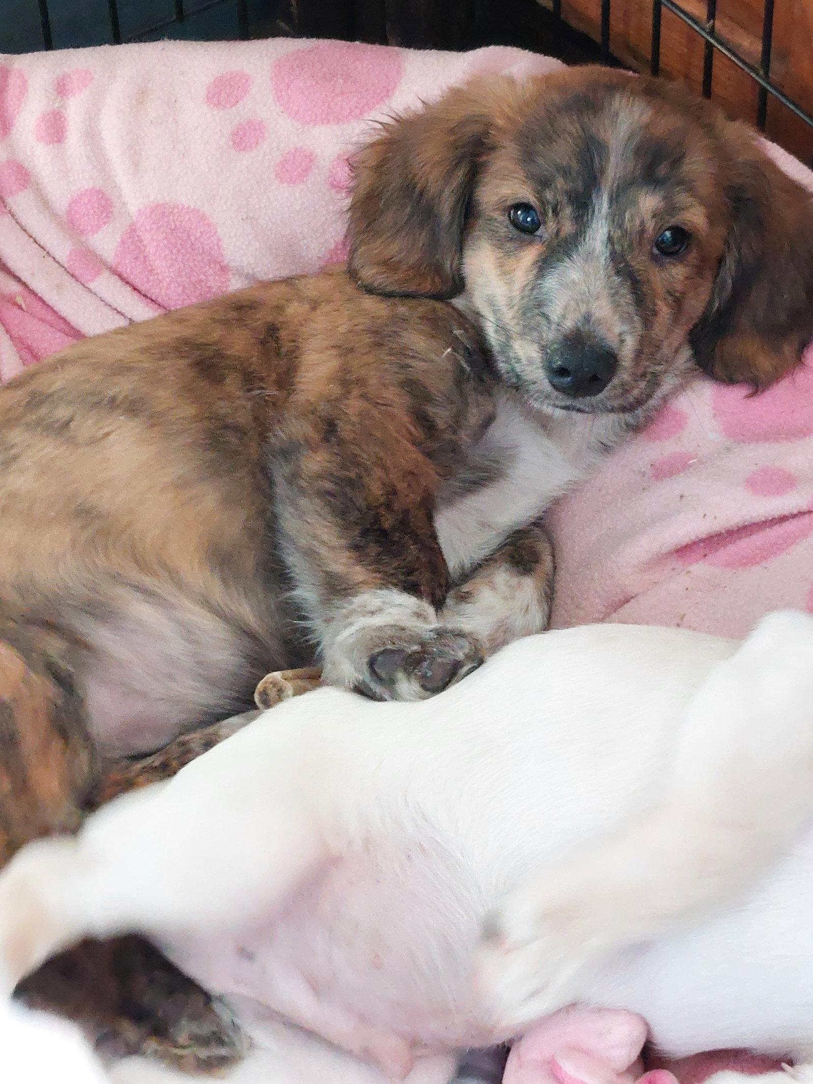 Enlarge Copper, a Adopted Dachshund in Sanford, FL image 2/2