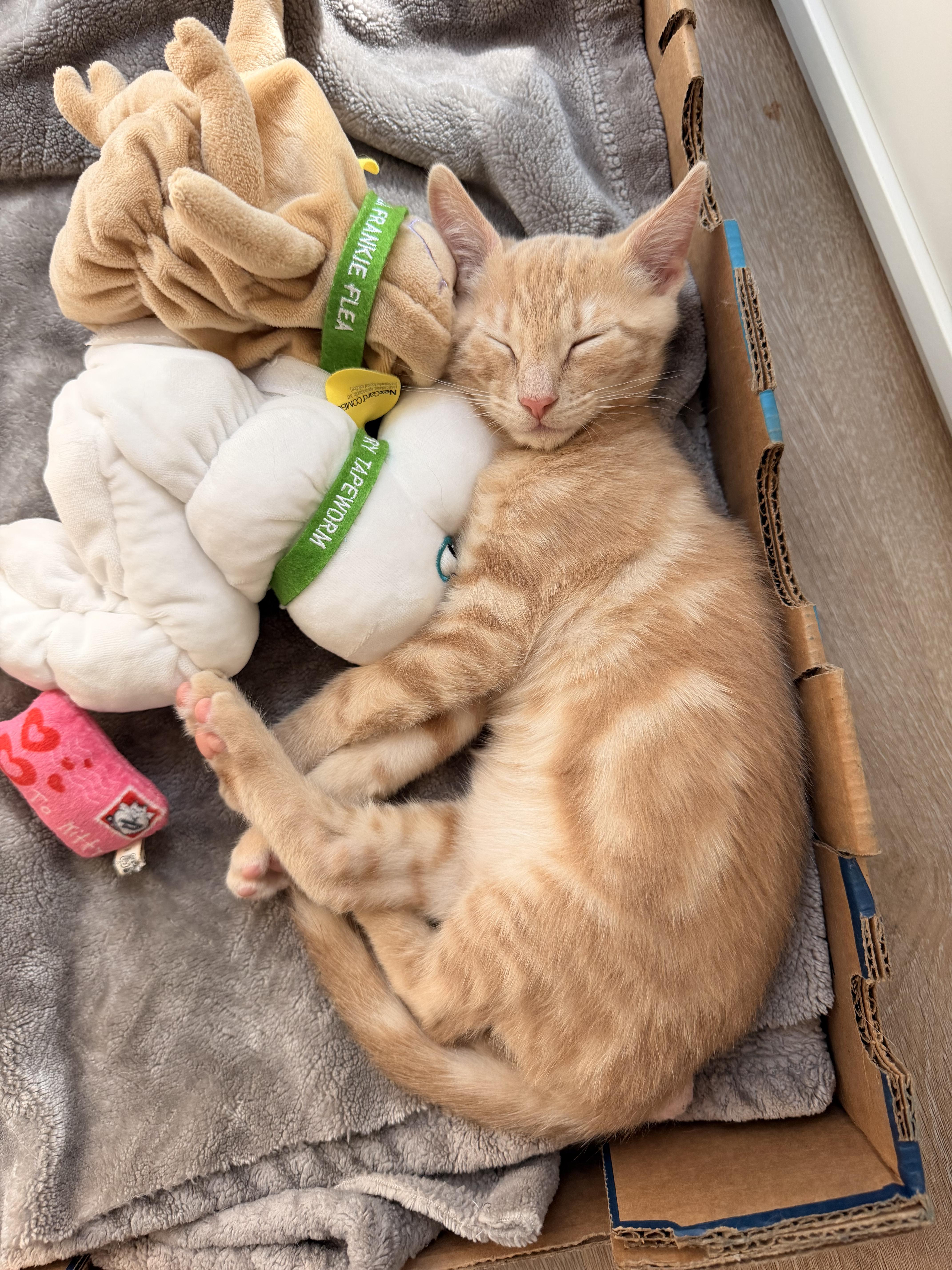 Enlarge Noodle, a Adoptable Domestic Short Hair in Woodland, CA image 2/2