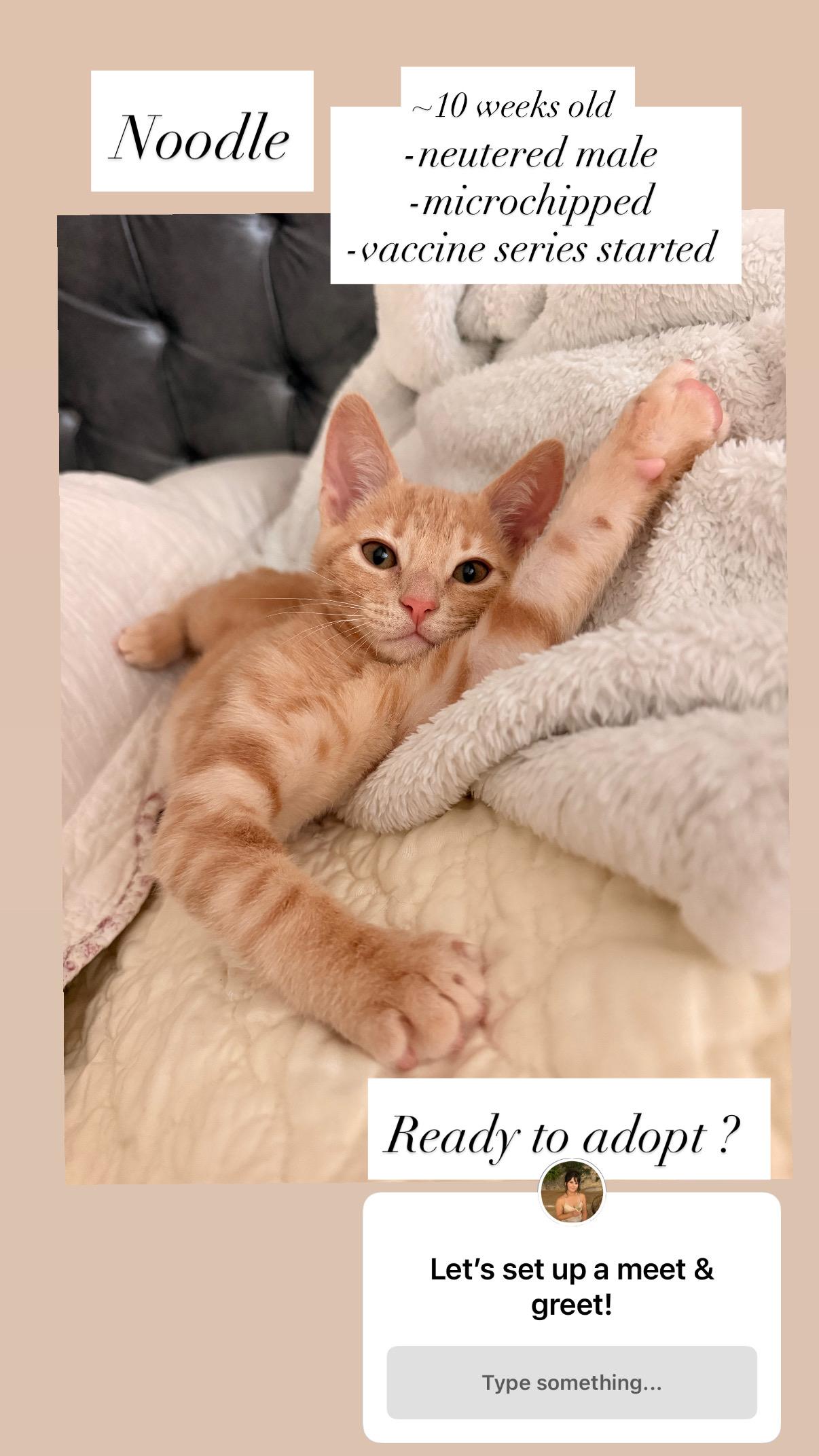 Enlarge Noodle, a Adoptable Domestic Short Hair in Woodland, CA image 1/2