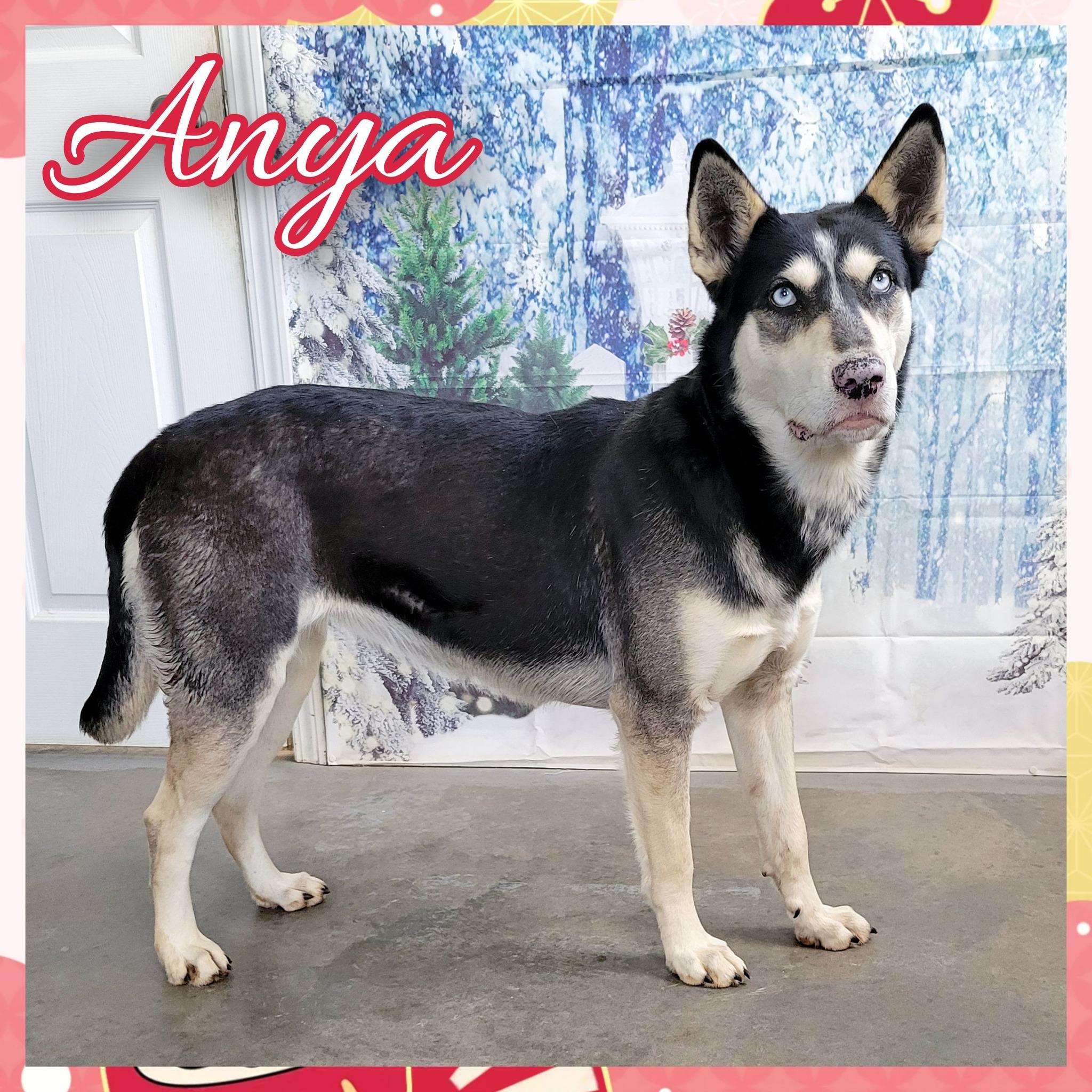 Enlarge Anya, a Adoptable mixed breed in Daingerfield, TX image 1/1