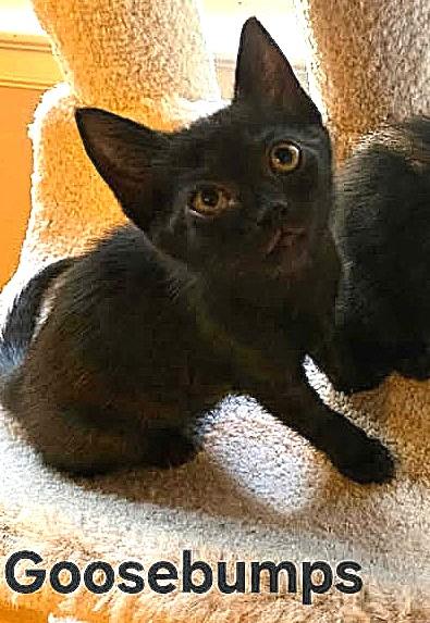 Goosebumps
