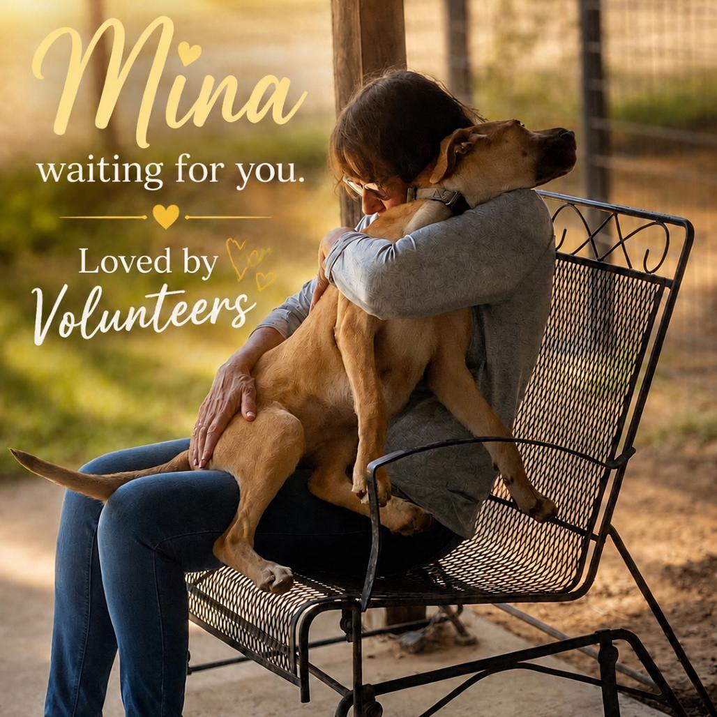 Enlarge Mina, a Adoptable Hound in Mount Pleasant, TX image 5/6