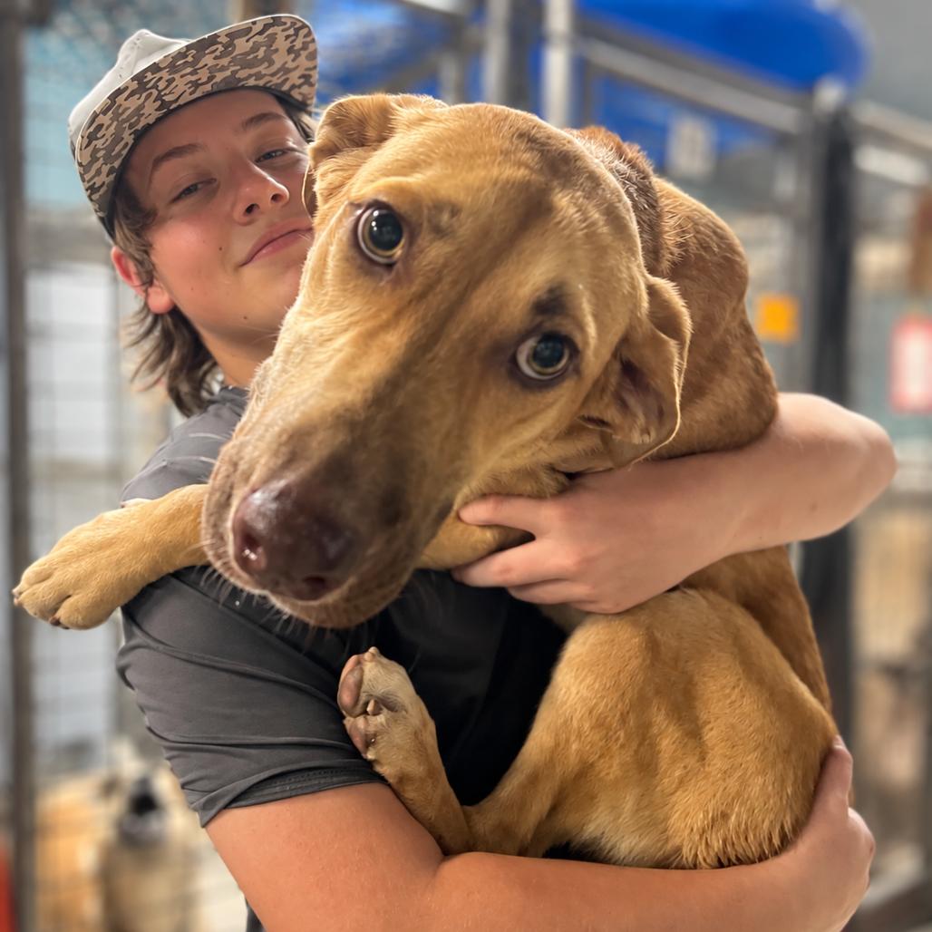 Enlarge Mina, a Adoptable Hound in Mount Pleasant, TX image 1/6