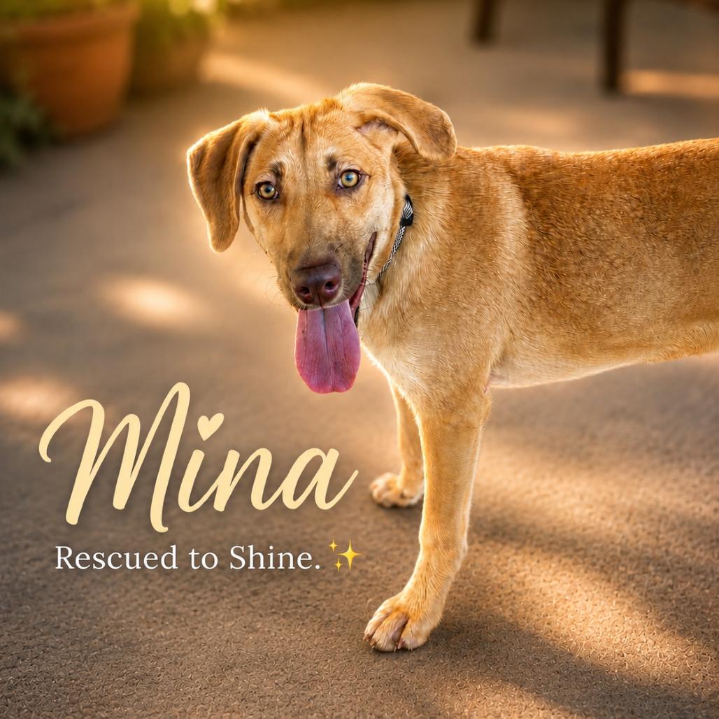 Enlarge Mina, a Adoptable Hound in Mount Pleasant, TX image 6/6