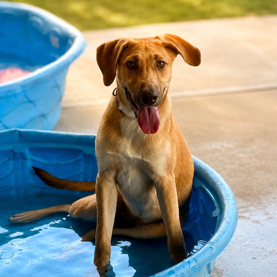 Enlarge Mina, a Adoptable Hound in Mount Pleasant, TX image 2/6