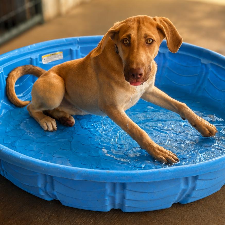 Enlarge Mina, a Adoptable Hound in Mount Pleasant, TX image 3/6