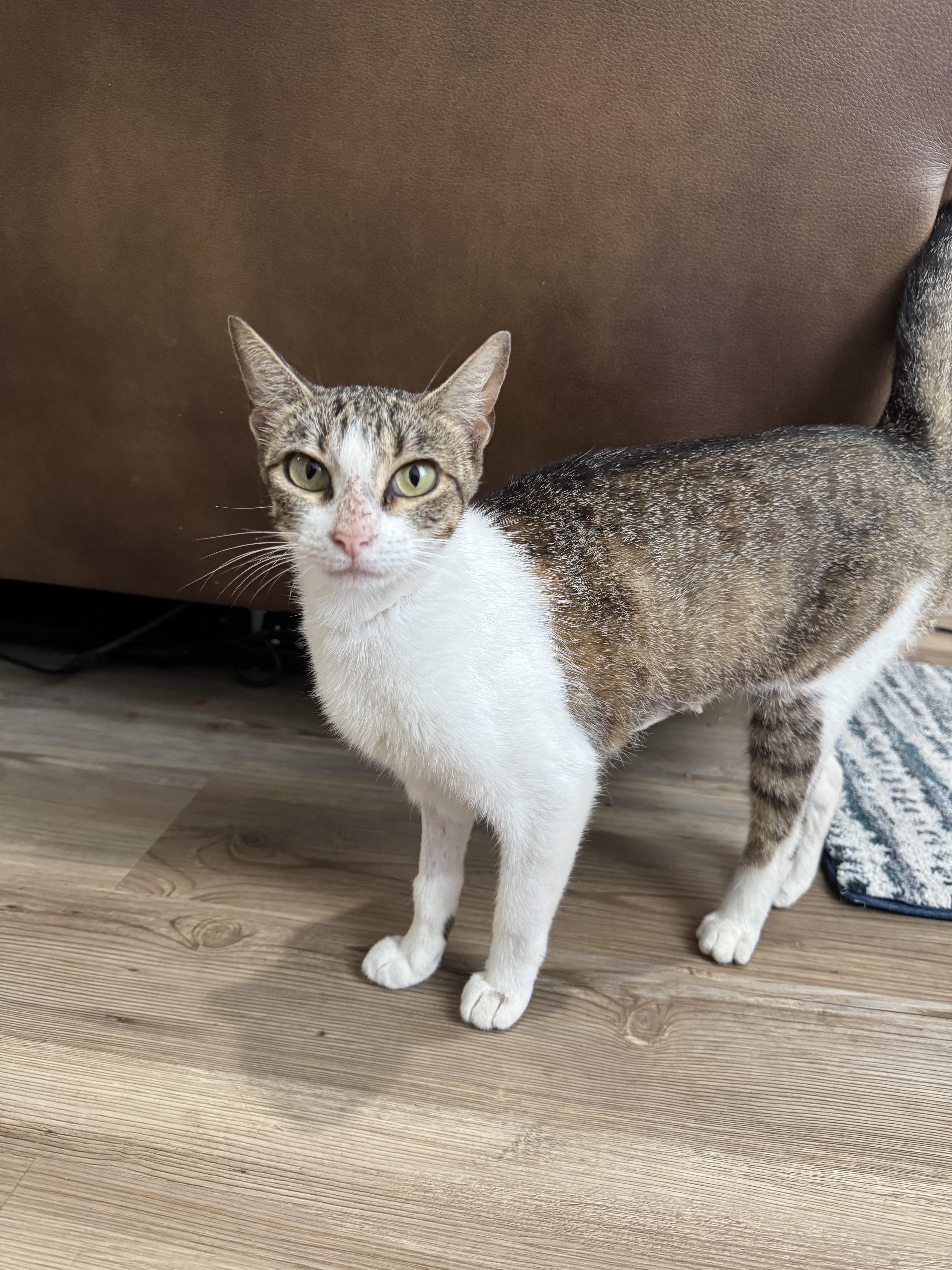 Charli XCX, a Adoptable mixed breed in Buffalo, NY image 4/4