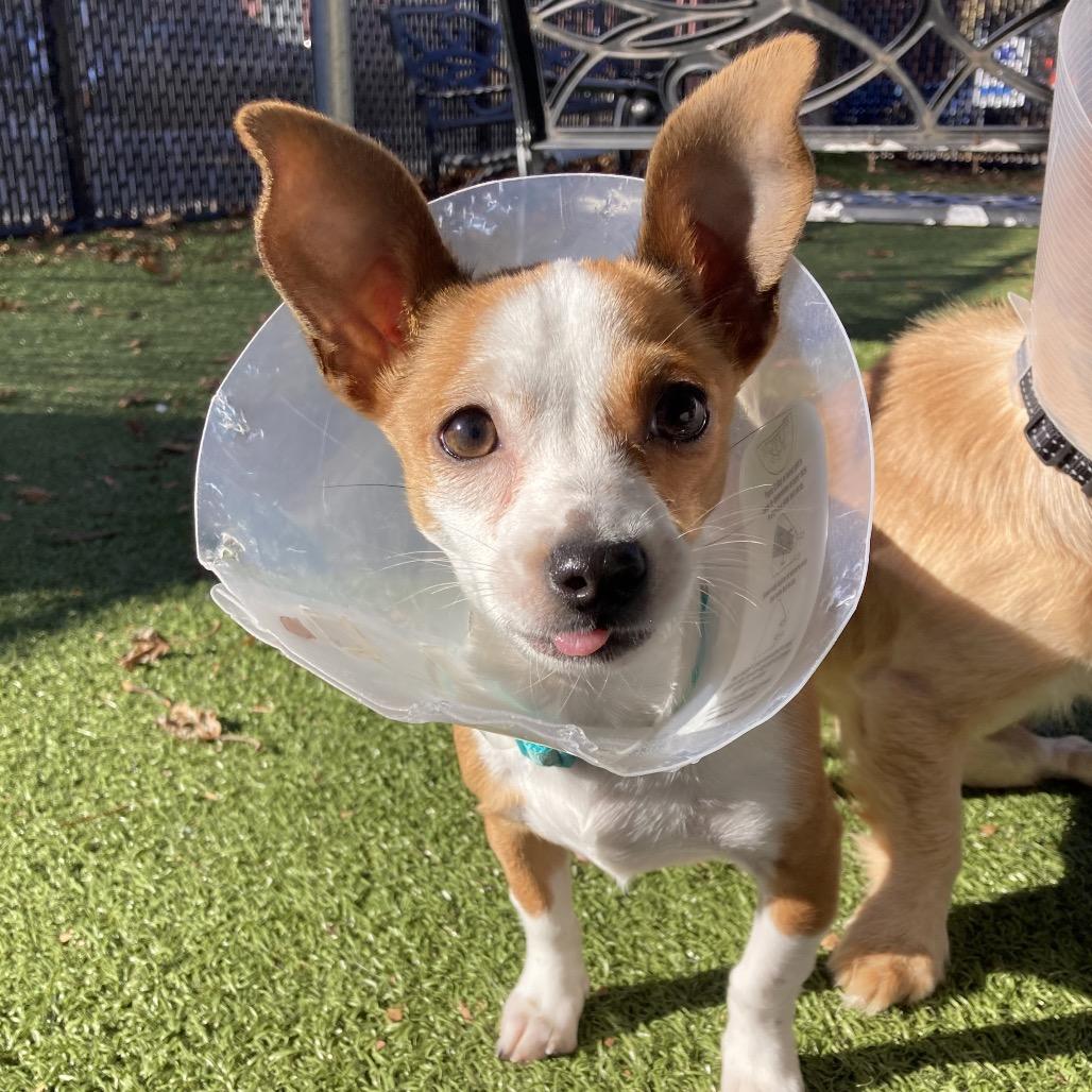 Honeycomb, Adoptable, Puppy Female Mixed Breed.