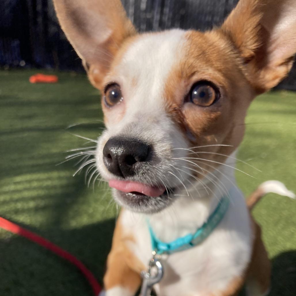 Enlarge Honeycomb, a Adoptable Mixed Breed in Providence, RI image 2/6