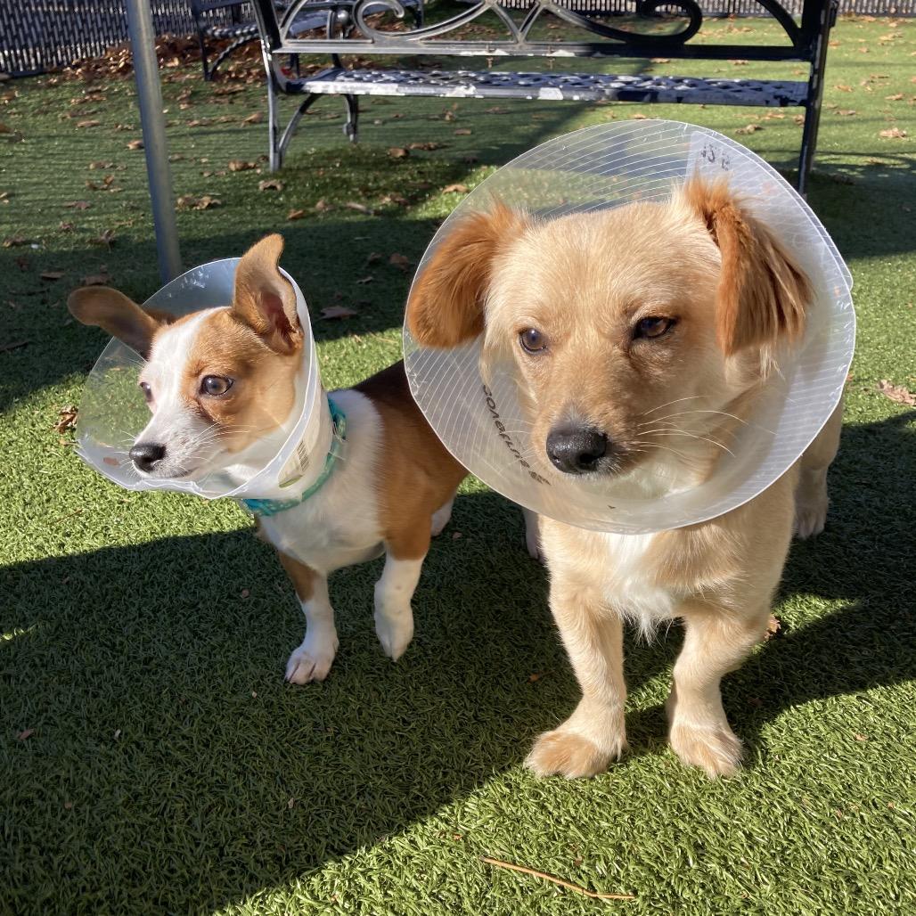 Enlarge Honeycomb, a Adoptable Mixed Breed in Providence, RI image 3/6