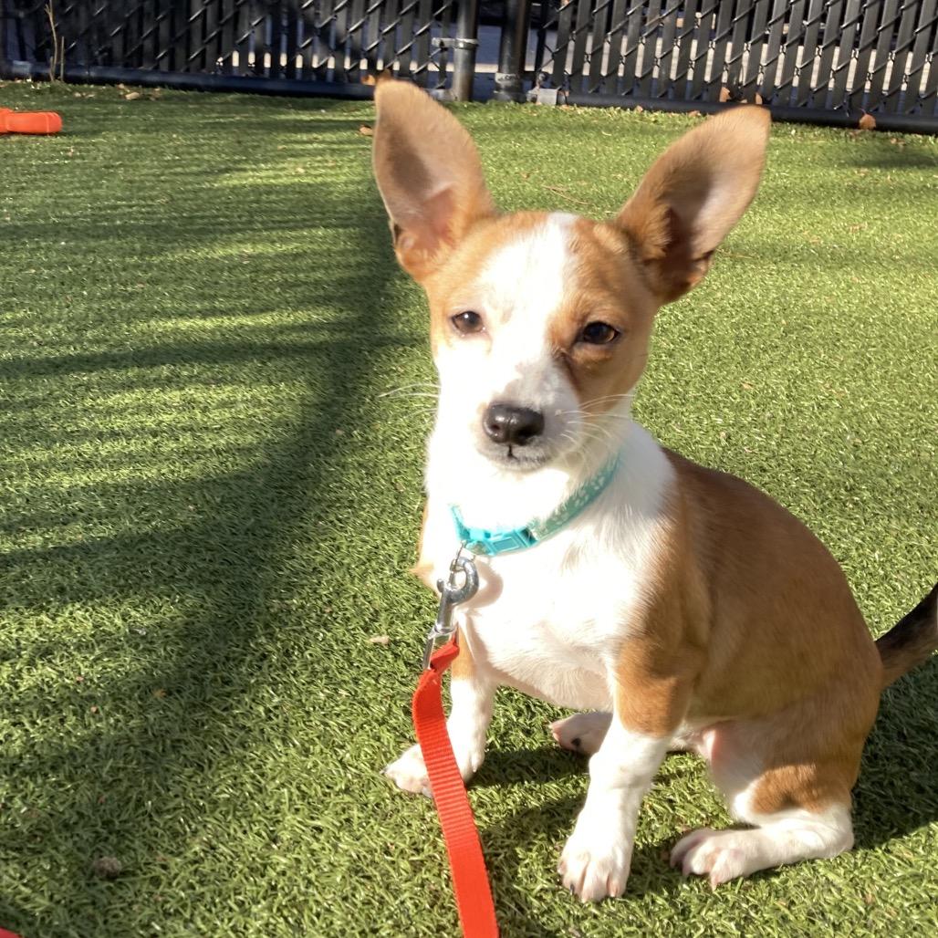 Enlarge Honeycomb, a Adoptable Mixed Breed in Providence, RI image 4/6