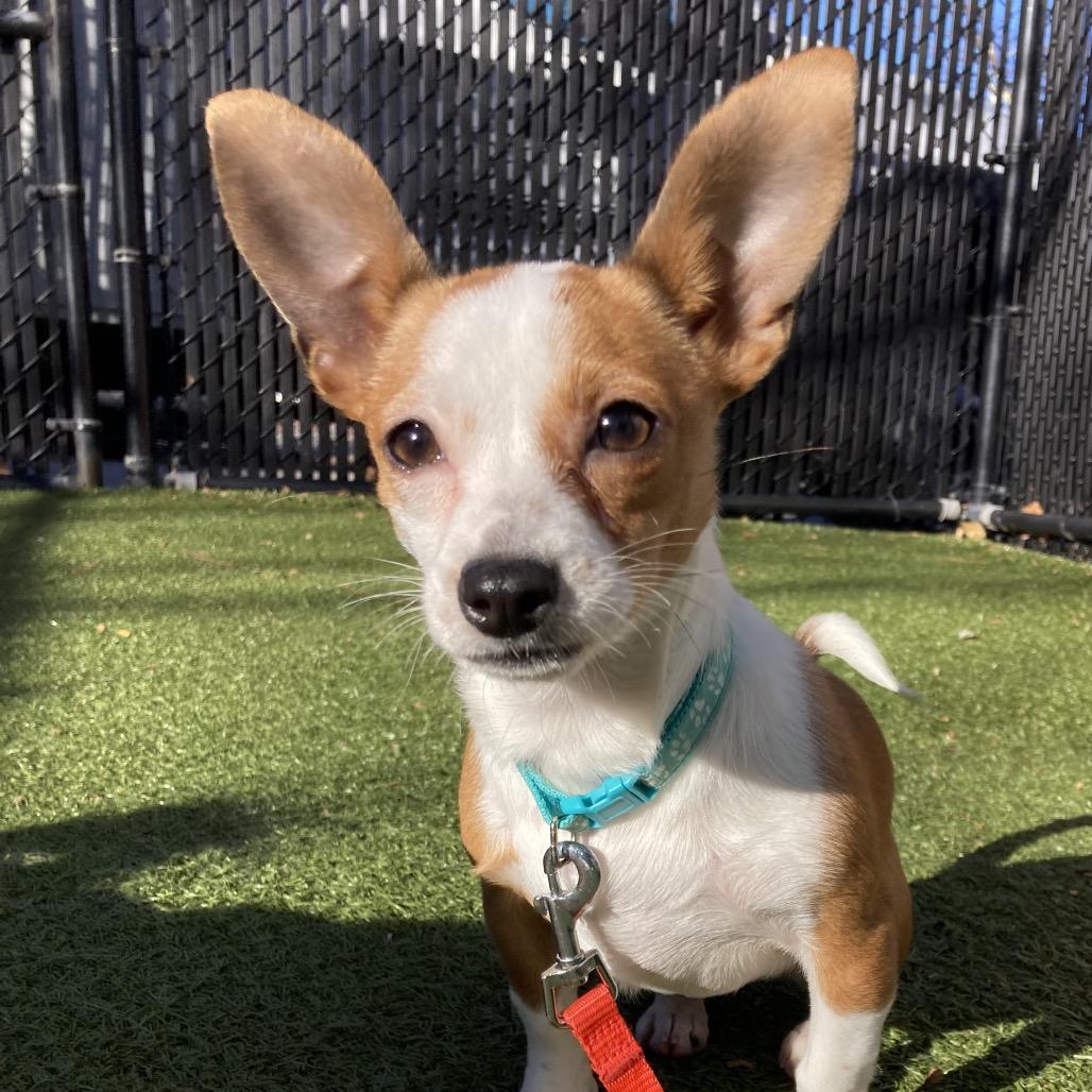 Enlarge Honeycomb, a Adoptable Mixed Breed in Providence, RI image 5/6