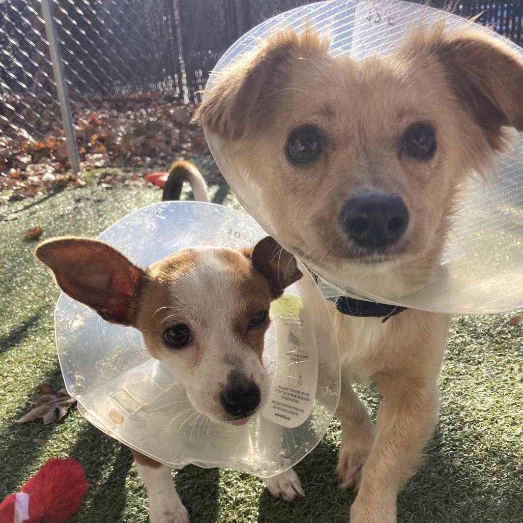 Enlarge Honeycomb, a Adoptable Mixed Breed in Providence, RI image 6/6