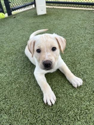 Reggie, Adoptable, Puppy Male Labrador Retriever & Mixed Breed.