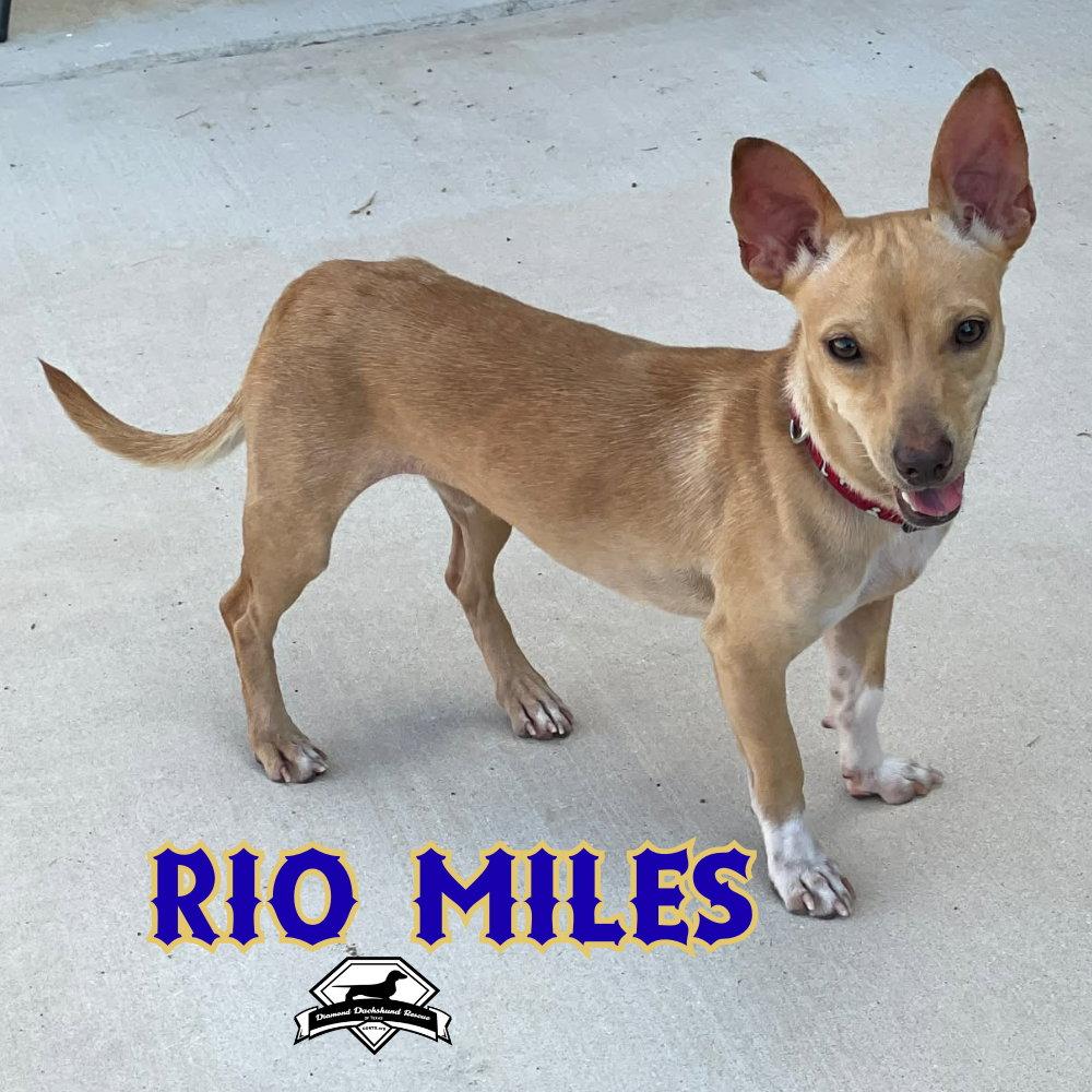 Enlarge Rio Miles, a Adoptable Dachshund in San Antonio, TX image 1/3