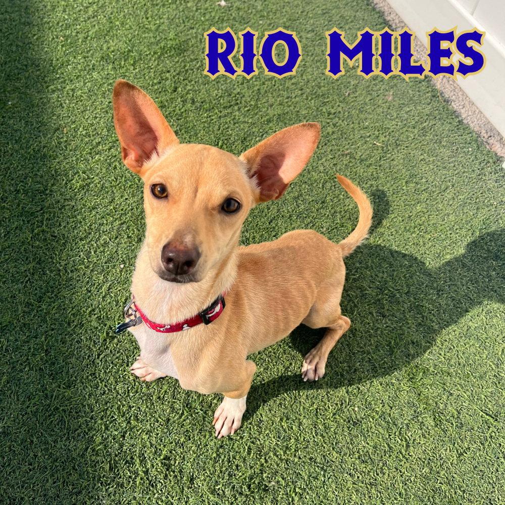 Rio Miles, Adoptable, Adult Male Dachshund.