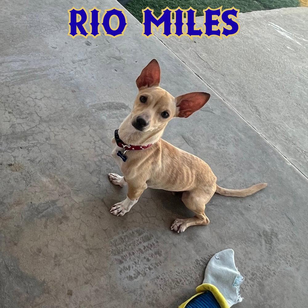 Enlarge Rio Miles, a Adoptable Dachshund in San Antonio, TX image 2/3