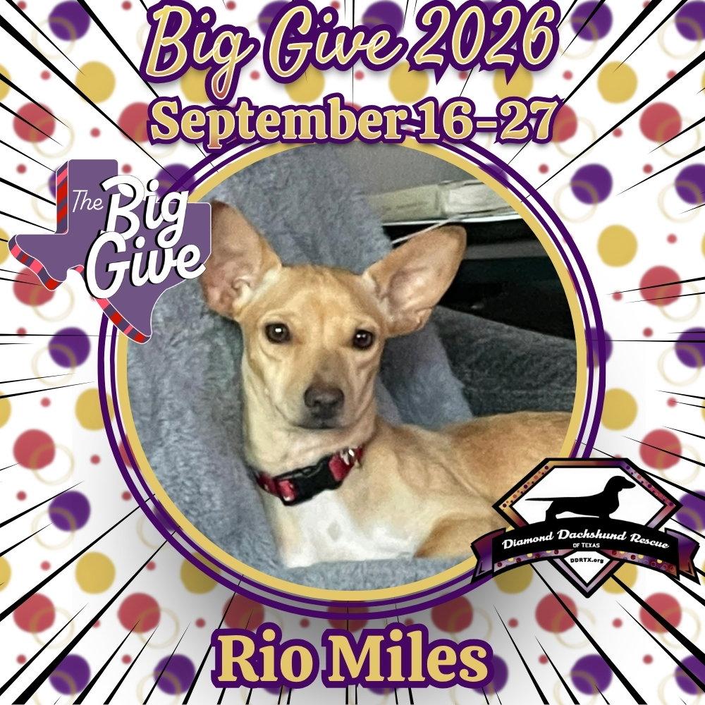 Enlarge Rio Miles, a Adoptable Dachshund in San Antonio, TX image 3/3