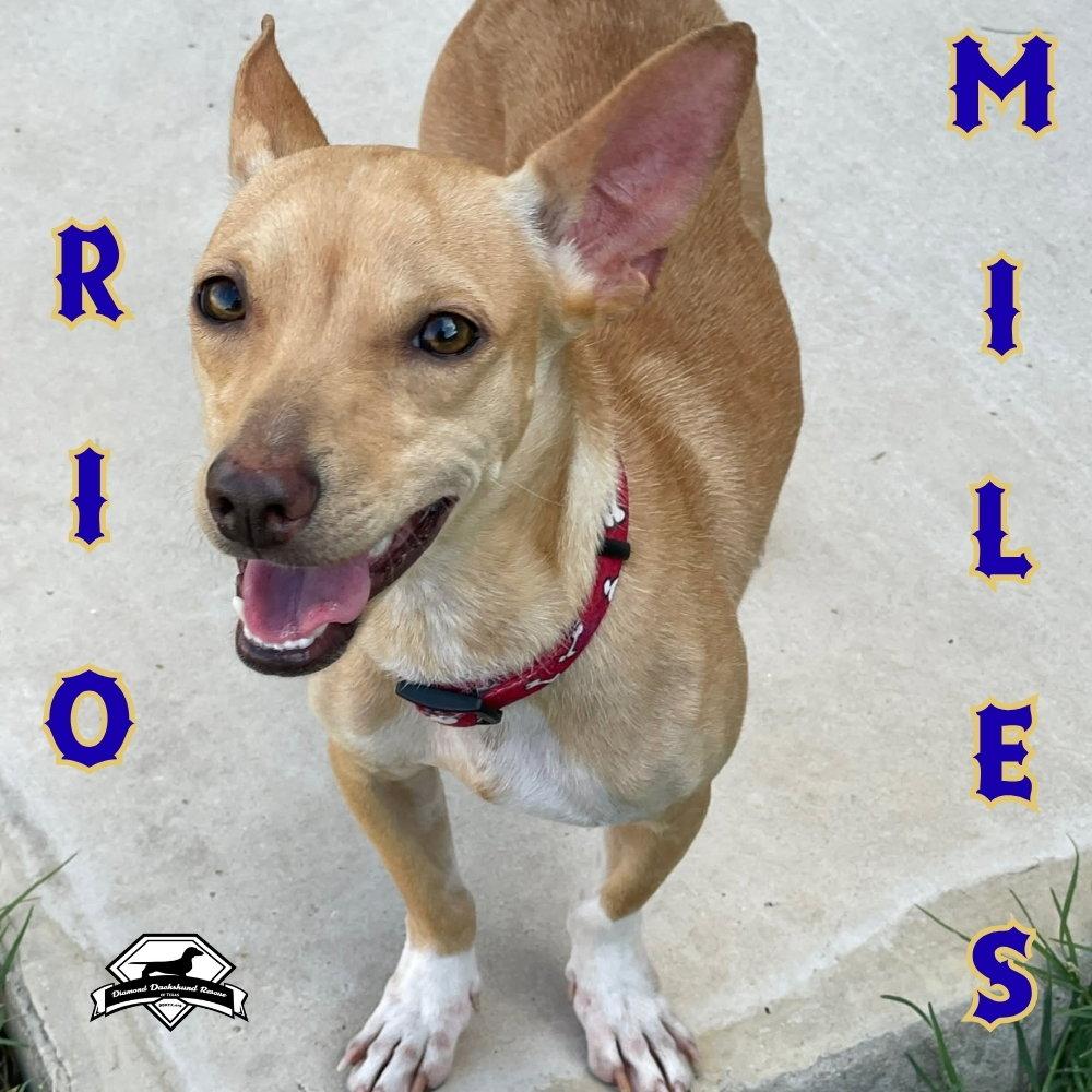Enlarge Rio Miles, a Adoptable Dachshund in San Antonio, TX image 2/3