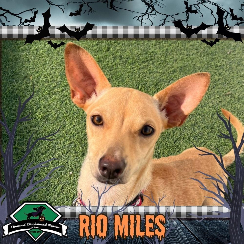 Enlarge Rio Miles, a Adoptable Dachshund in San Antonio, TX image 3/3