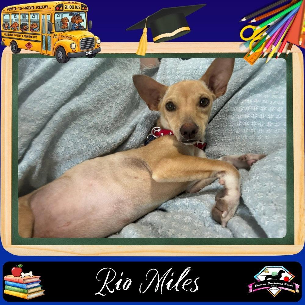 Enlarge Rio Miles, a Adoptable Dachshund in San Antonio, TX image 3/3