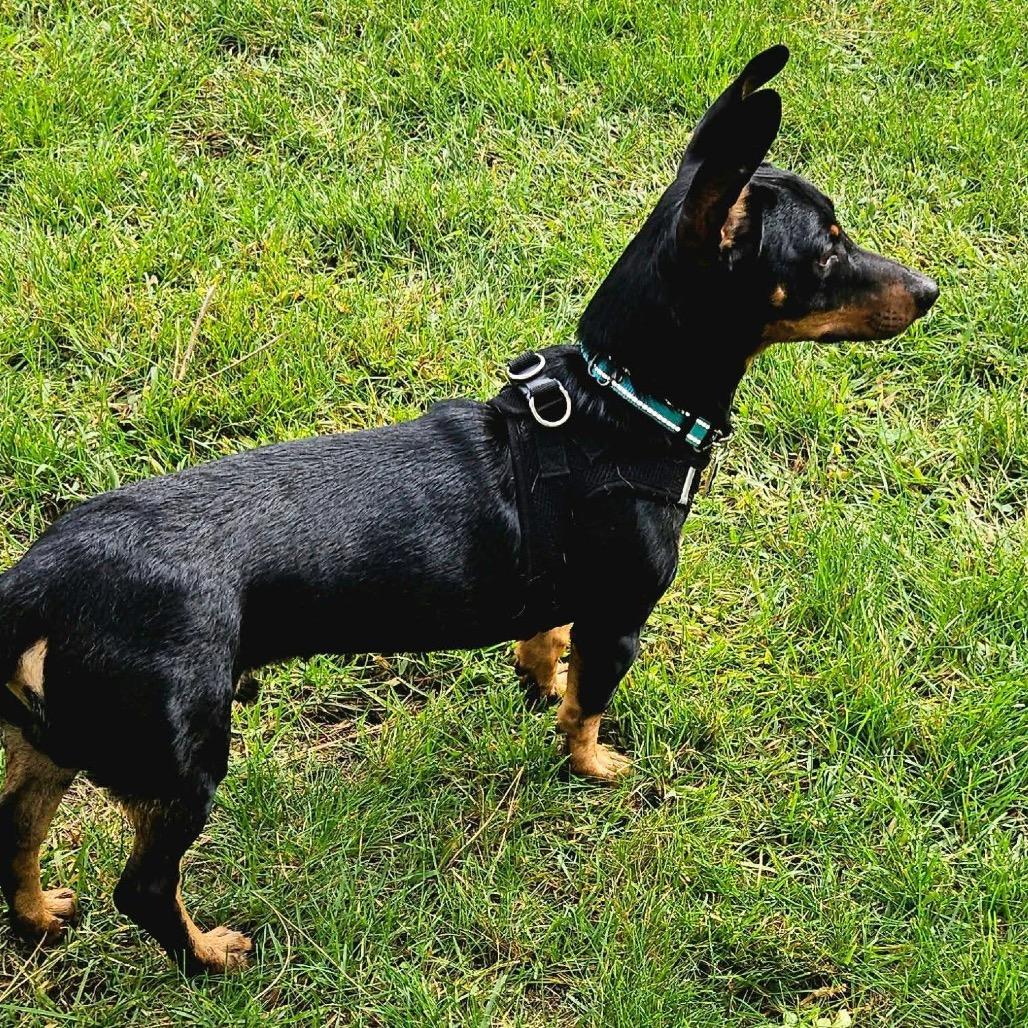Enlarge Doby, a Adoptable Dachshund in Brainerd, MN image 1/6