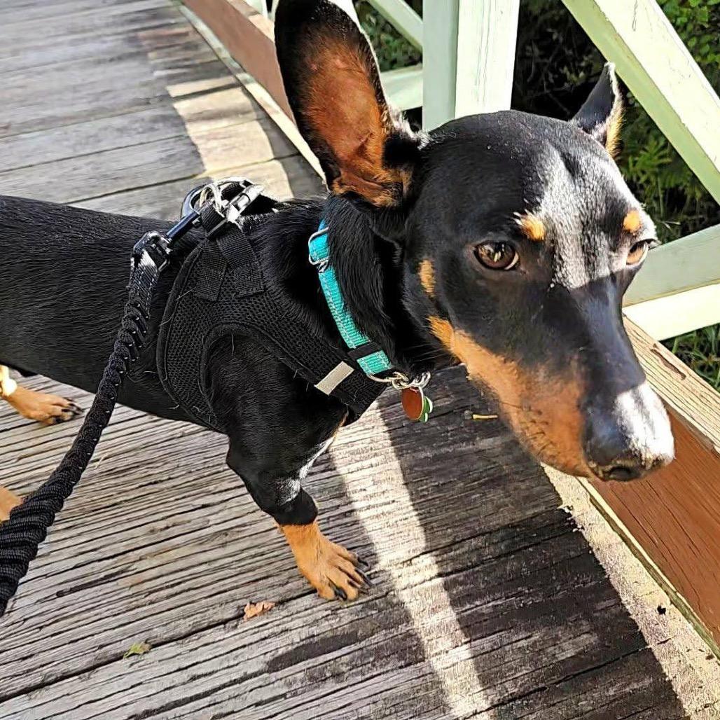 Enlarge Doby, a Adoptable Dachshund in Brainerd, MN image 2/6