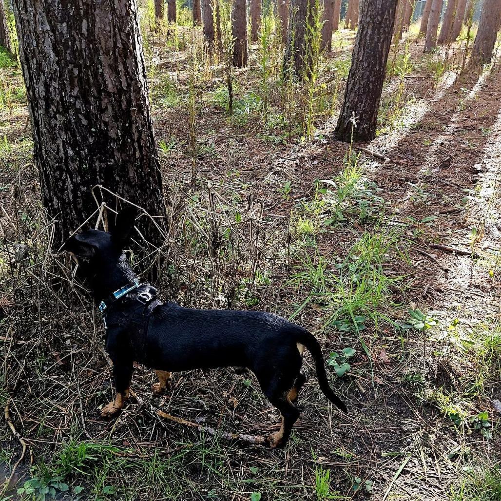 Enlarge Doby, a Adoptable Dachshund in Brainerd, MN image 3/6