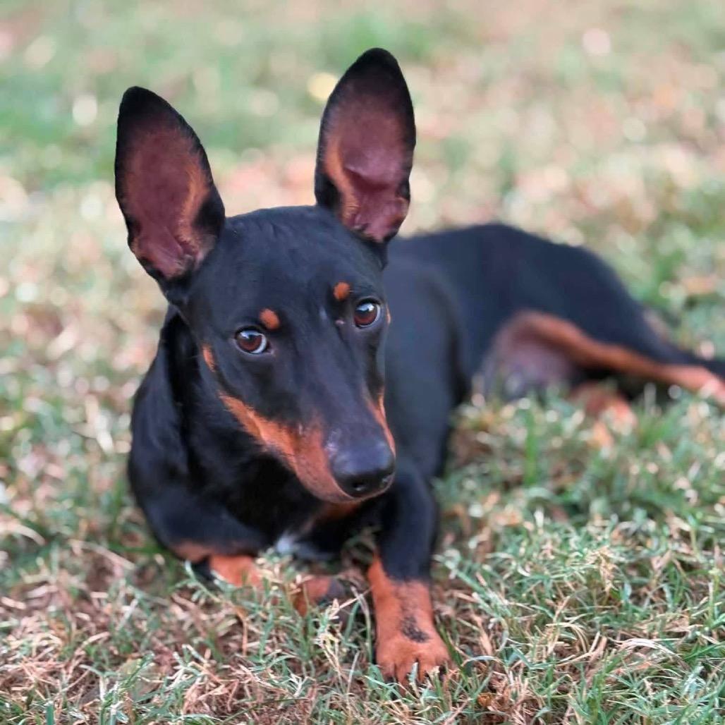 Enlarge Doby, a Adoptable Dachshund in Brainerd, MN image 4/6