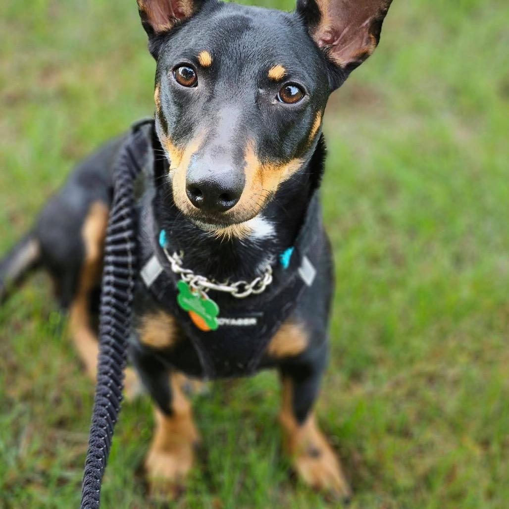 Enlarge Doby, a Adoptable Dachshund in Brainerd, MN image 5/6