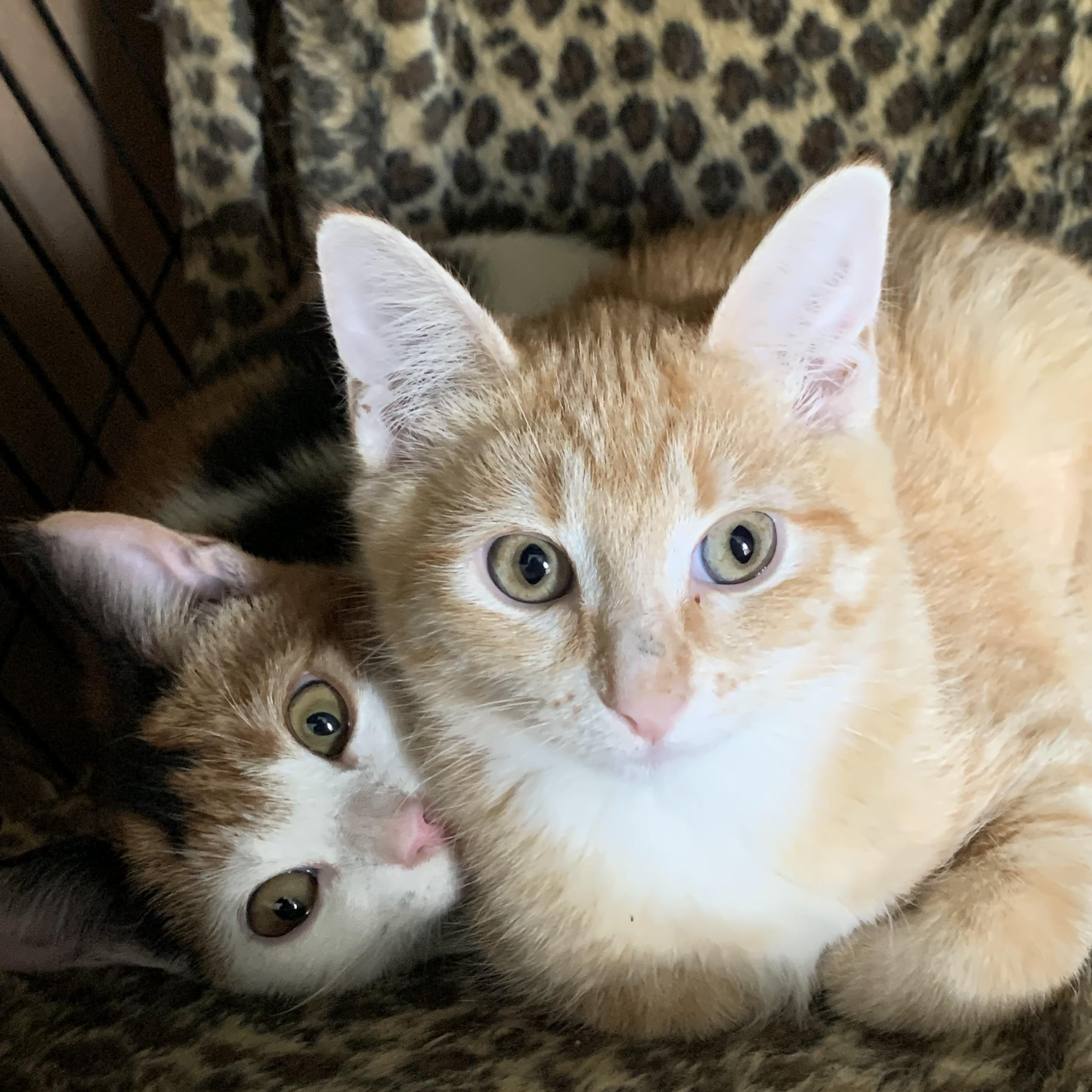 Marygold and Daisy - two orange girl kittens