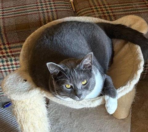 Bella  Boots And thumbnail 3