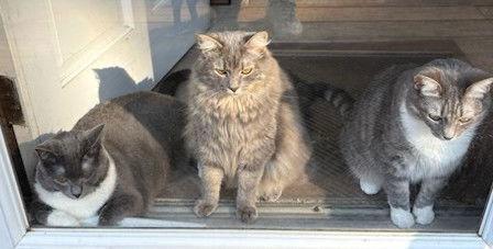 Bella  Boots And thumbnail 4