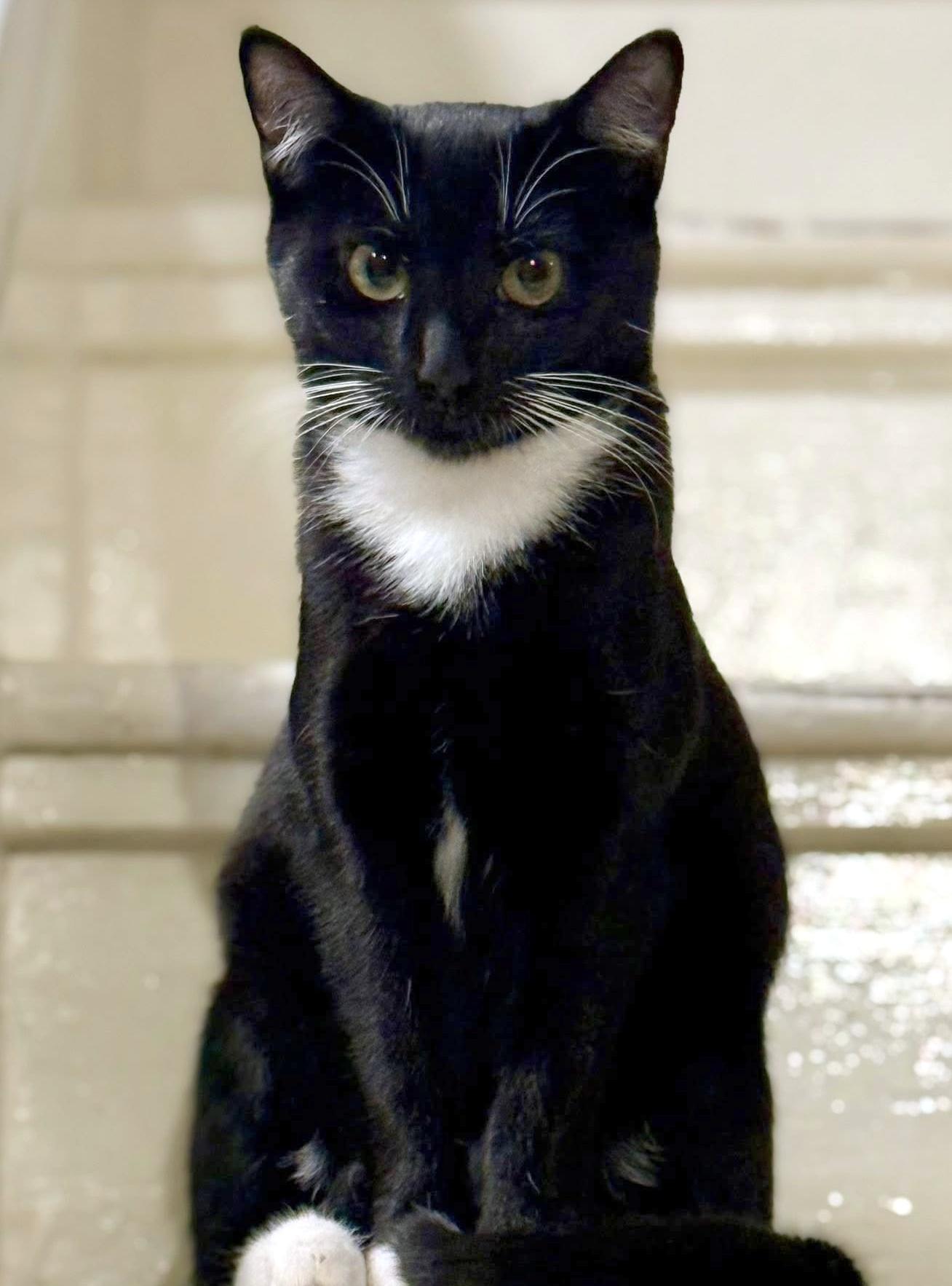 Enlarge Dee, a ADOPTABLE Domestic Short Hair in Pittsburgh, PA image 3/5
