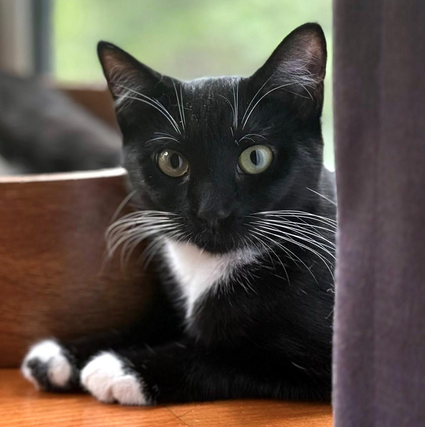 Enlarge Dee, a ADOPTABLE Domestic Short Hair in Pittsburgh, PA image 4/5