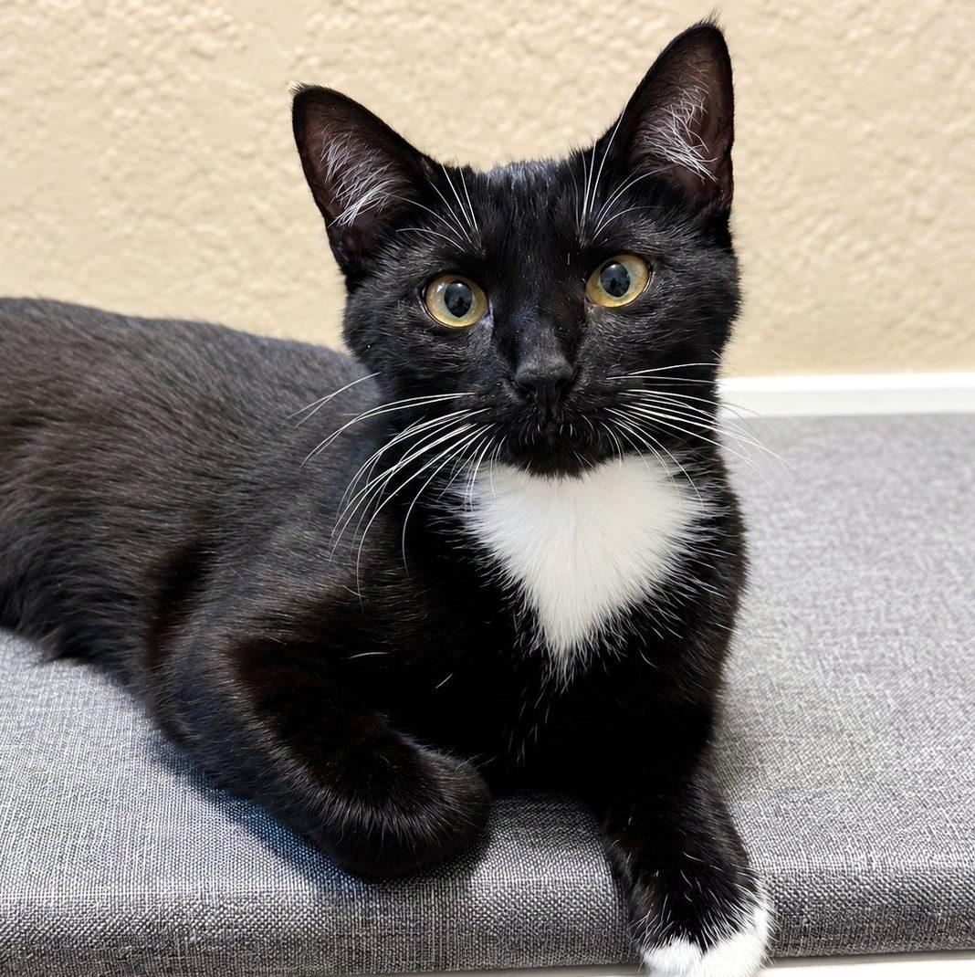 Dee, ADOPTABLE, Kitten Female Domestic Short Hair.