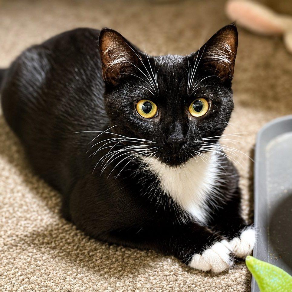 Enlarge Dee, a ADOPTABLE Domestic Short Hair in Pittsburgh, PA image 2/5