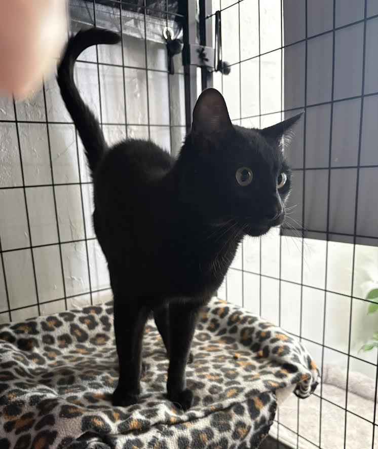 Barney, Adoptable, Young Male Domestic Short Hair.