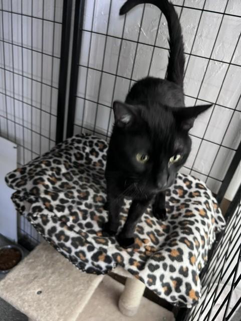 Enlarge Barney, a Adoptable Domestic Short Hair in Carson City, NV image 2/2