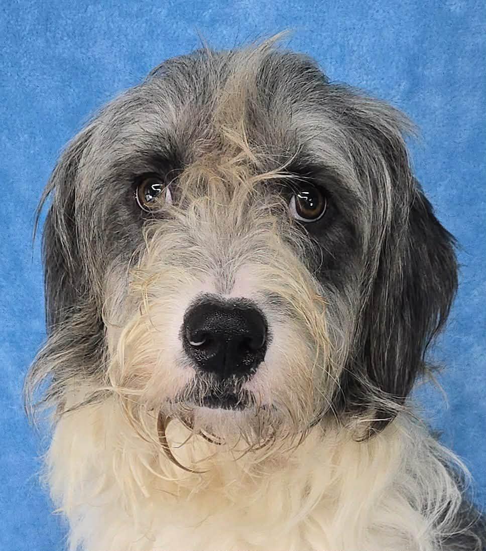 Enlarge Frankel, an adopted mixed breed in New York, NY image 2/2