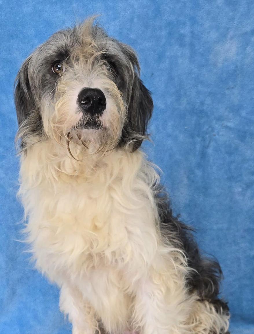Frankel, adopted, Young Male Sheepadoodle.