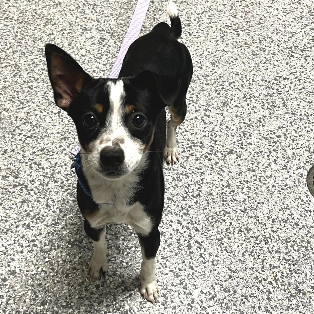 Enlarge Pickle, a Adoptable mixed breed in Cheyenne, WY image 1/1