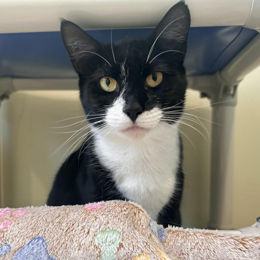 Helena, a Adoptable Domestic Short Hair in Chesapeake, VA image 1/2