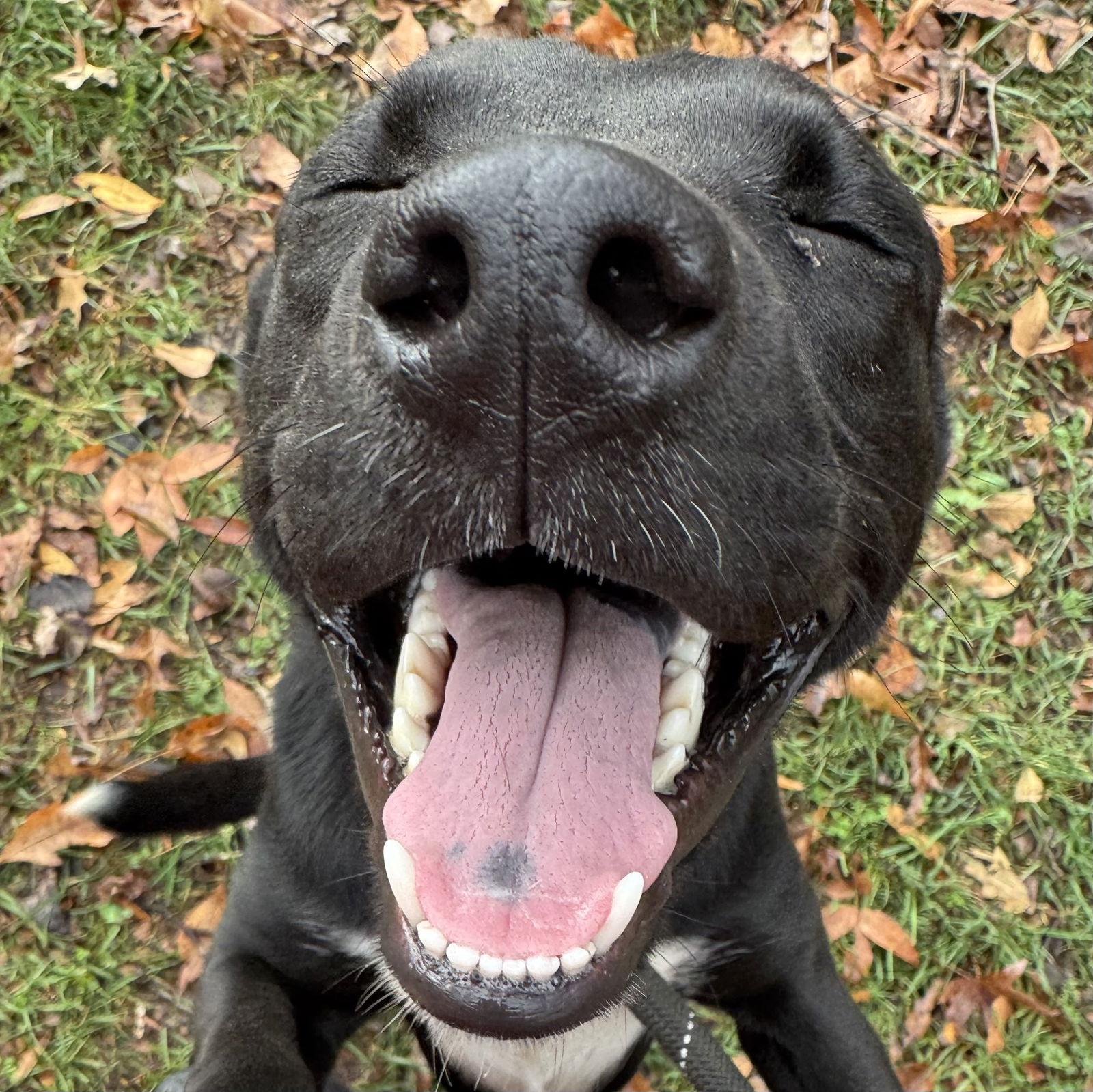 Millie, Adoptable, Young Female Labrador Retriever.