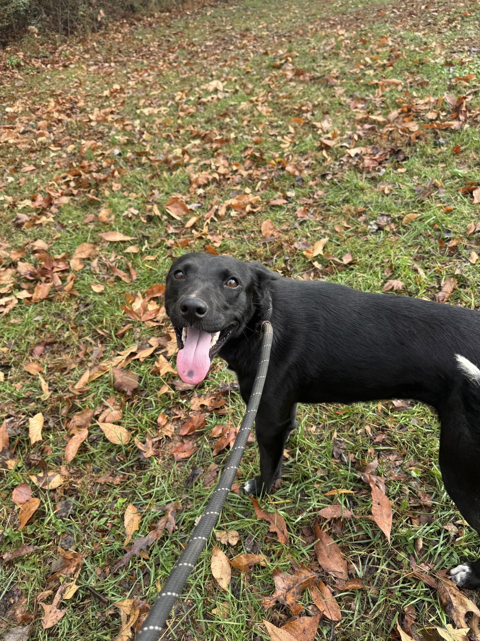 Enlarge Millie, a Adoptable Labrador Retriever in Sparta, TN image 2/3