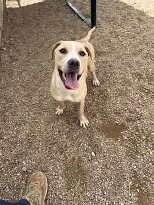 Koda, Adoptable, Young Female Mixed Breed & Mixed Breed.