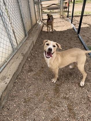 Enlarge Koda, a Adoptable mixed breed in Divide, CO image 2/2