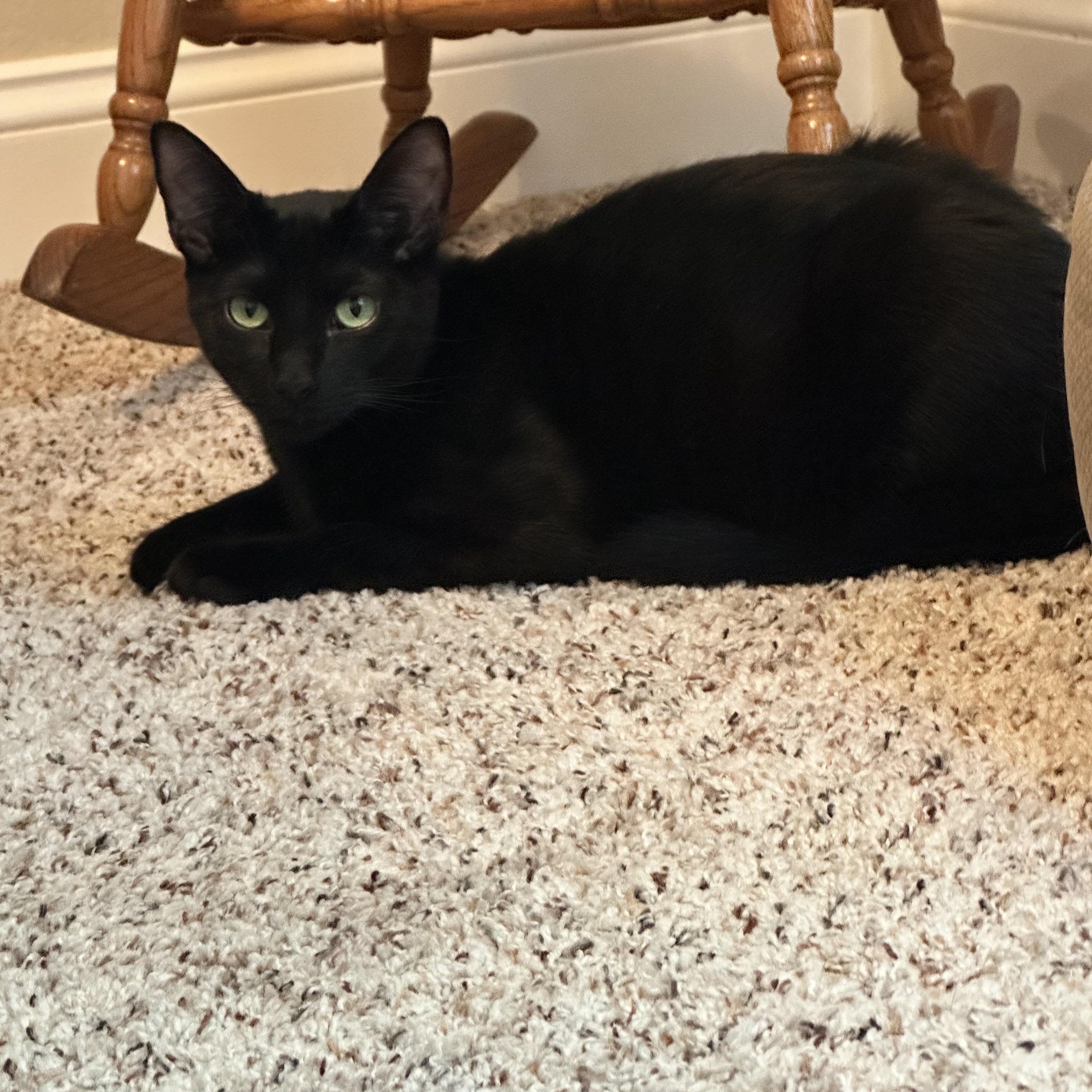 Enlarge Pugsley, a Adoptable Domestic Short Hair in Visalia, CA image 4/5