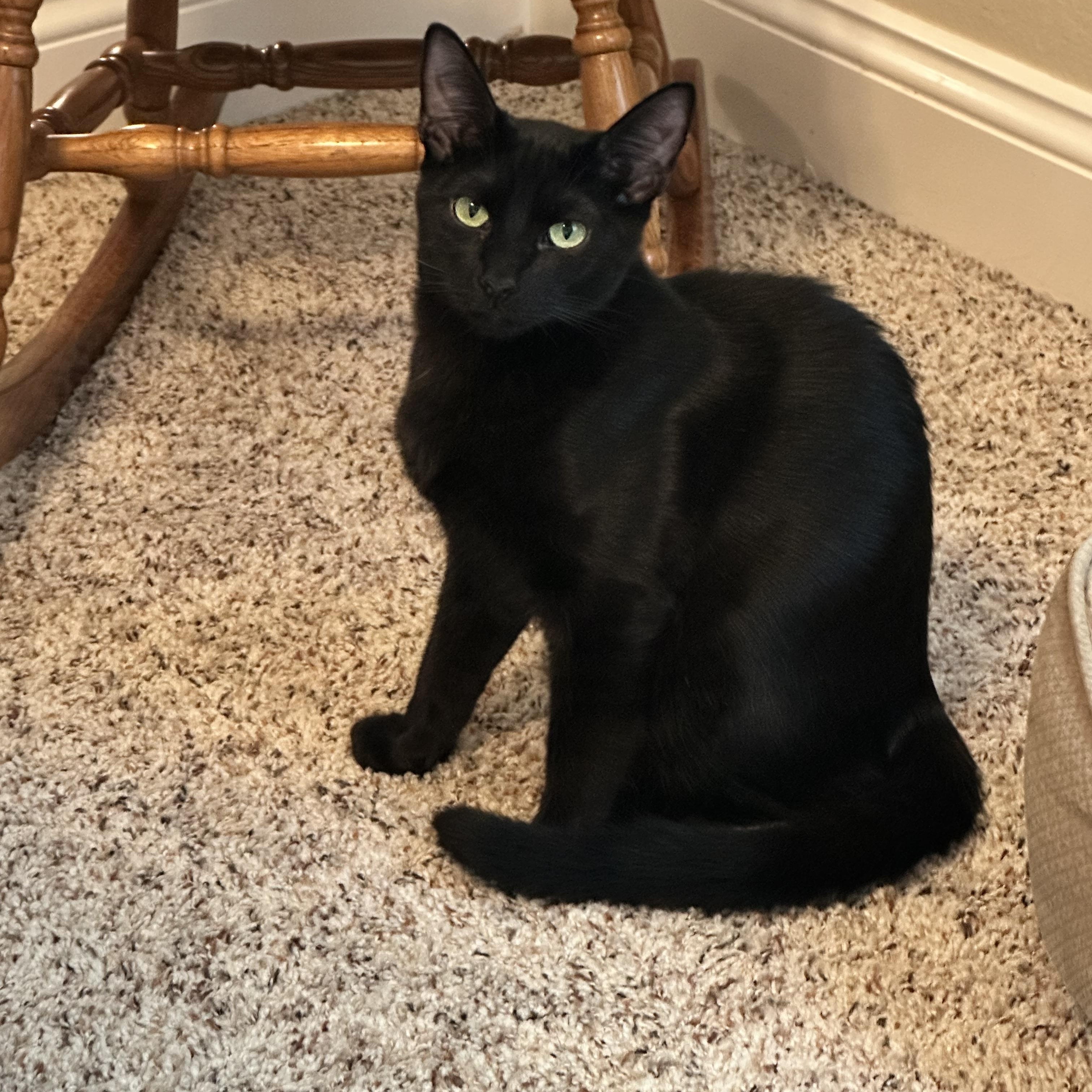 Enlarge Pugsley, a Adoptable Domestic Short Hair in Visalia, CA image 1/5